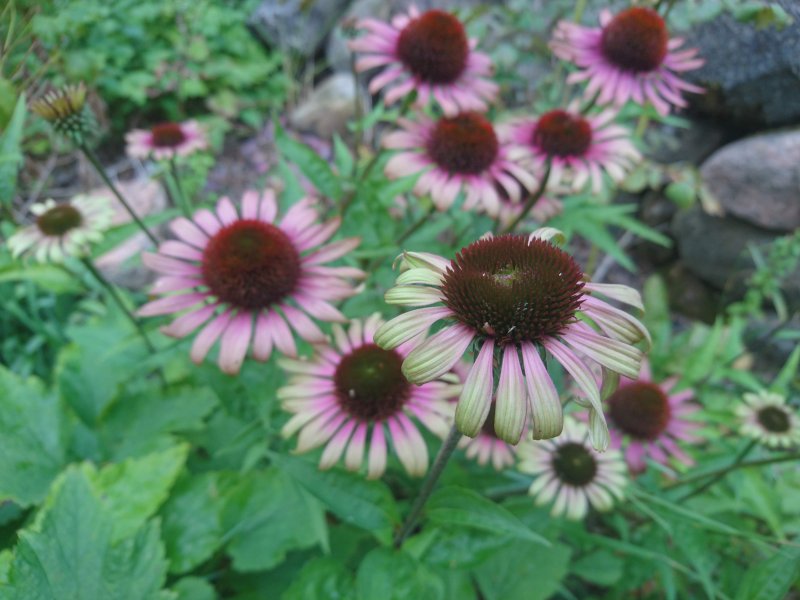 Echinacea purpurea 'Caribbean Green' Эхинацея пурпурная